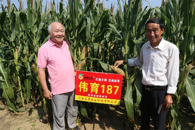 玉米种子,河南宝景农业科技有限公司,河南种业,玉米高产品种,高产玉米